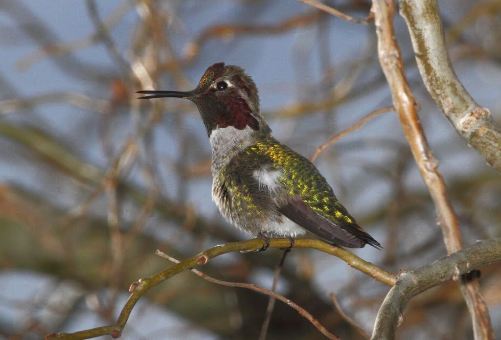 IMAGE: http://i193.photobucket.com/albums/z211/jon1937/BCHB.jpg