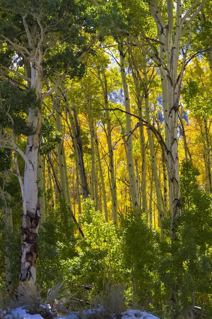 IMAGE: http://i193.photobucket.com/albums/z211/jon1937/Fall%20Color/Lundylake2.jpg