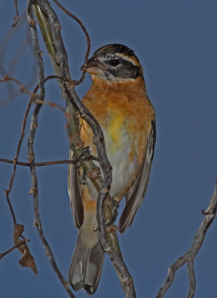 IMAGE: http://i193.photobucket.com/albums/z211/jon1937/Grosbeak.jpg