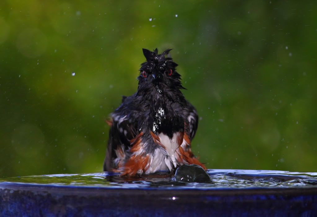 IMAGE: http://i193.photobucket.com/albums/z211/jon1937/IMG_4276A1.jpg