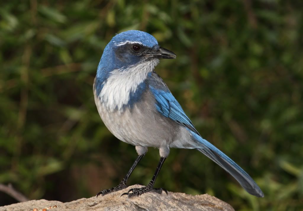 IMAGE: http://i193.photobucket.com/albums/z211/jon1937/IMG_4667.jpg