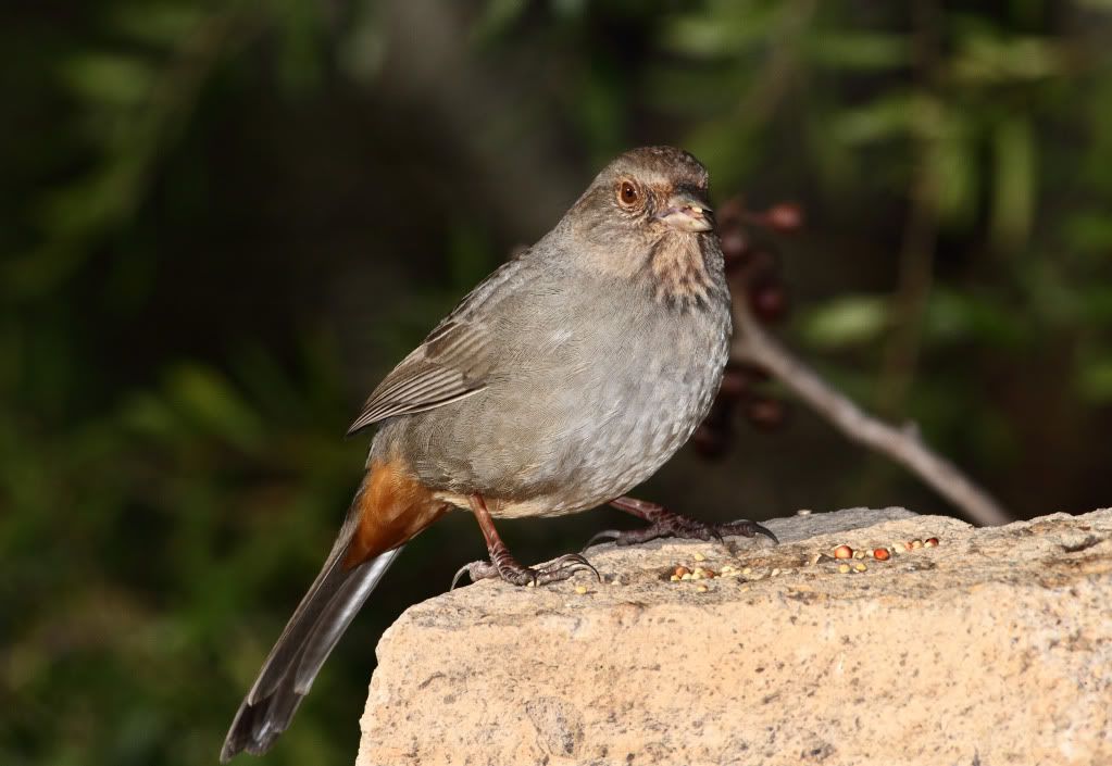 IMAGE: http://i193.photobucket.com/albums/z211/jon1937/IMG_4670.jpg