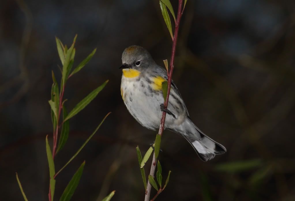 IMAGE: http://i193.photobucket.com/albums/z211/jon1937/IMG_4687.jpg