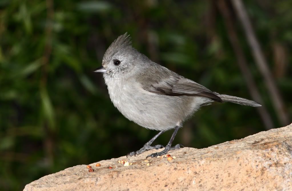 IMAGE: http://i193.photobucket.com/albums/z211/jon1937/IMG_4694.jpg