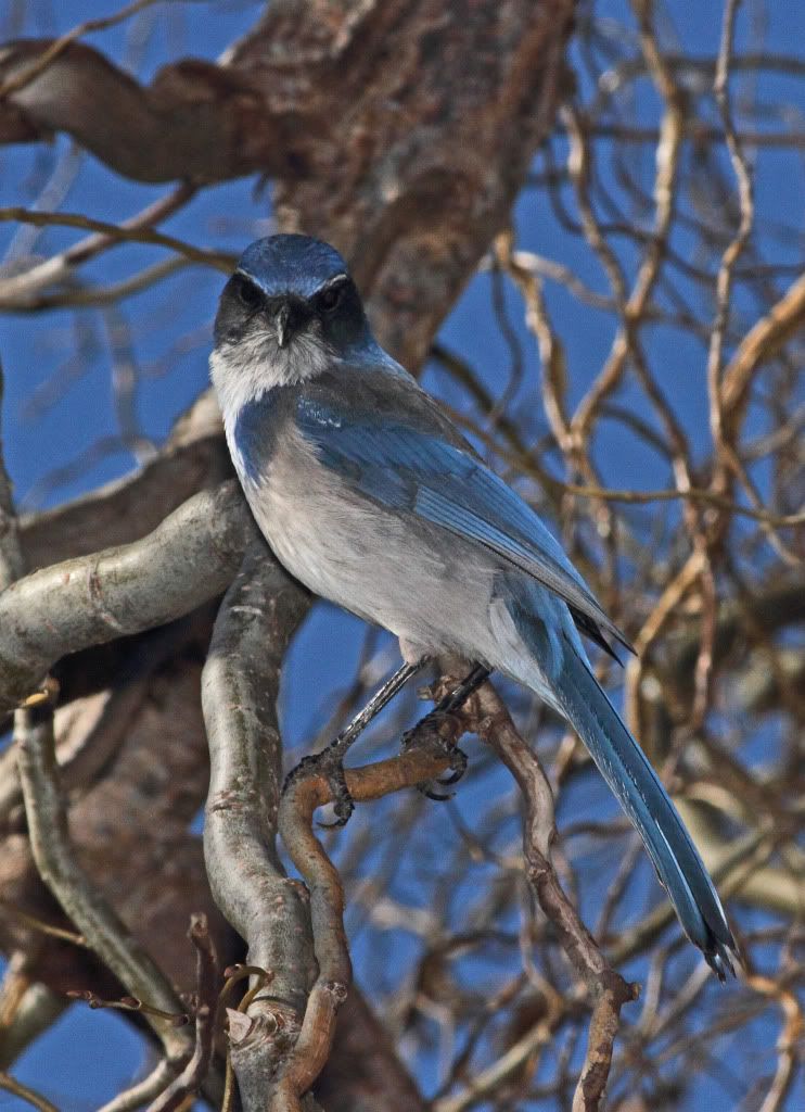 IMAGE: http://i193.photobucket.com/albums/z211/jon1937/IMG_4801A.jpg