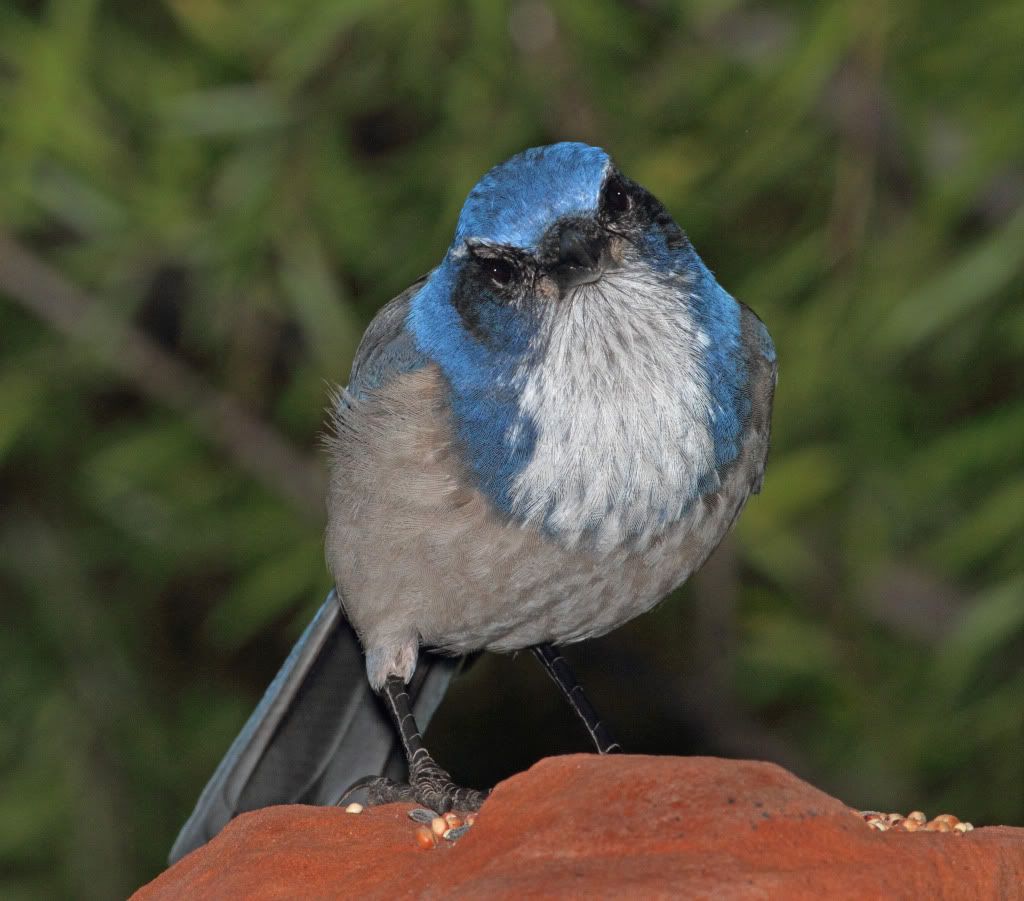 IMAGE: http://i193.photobucket.com/albums/z211/jon1937/IMG_5103J.jpg