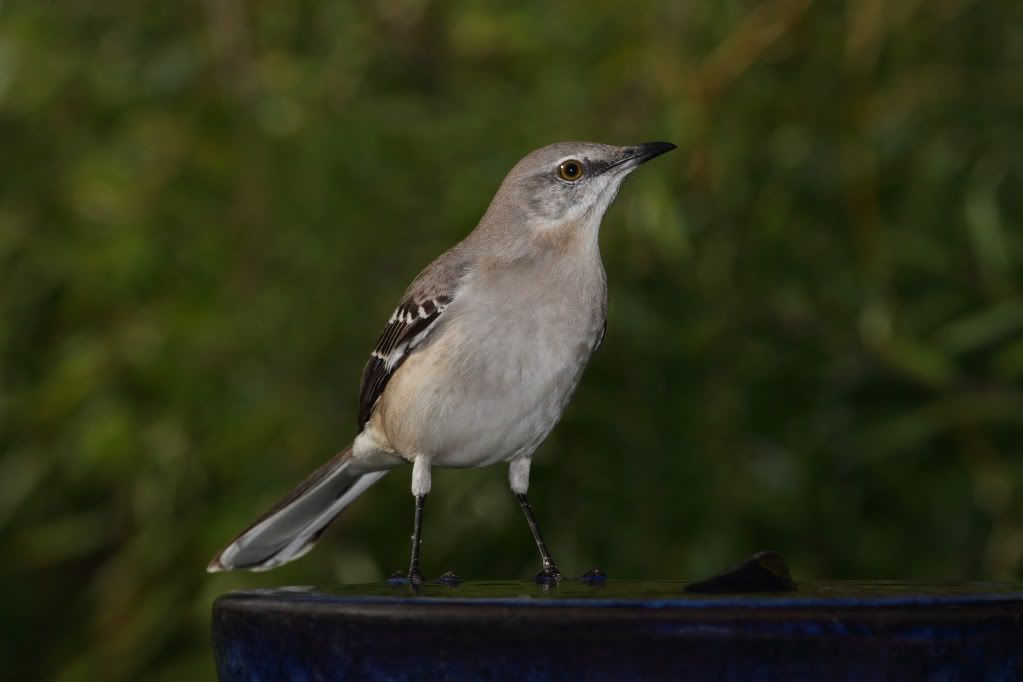 IMAGE: http://i193.photobucket.com/albums/z211/jon1937/IMG_5126M.jpg