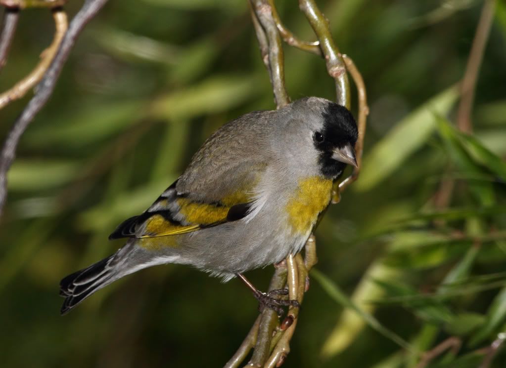 IMAGE: http://i193.photobucket.com/albums/z211/jon1937/LGoldfinch1.jpg