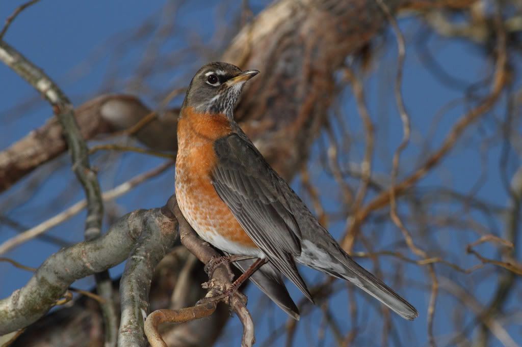 IMAGE: http://i193.photobucket.com/albums/z211/jon1937/RRB.jpg