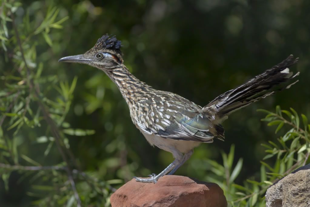 IMAGE: http://i193.photobucket.com/albums/z211/jon1937/Roadrunner2.jpg