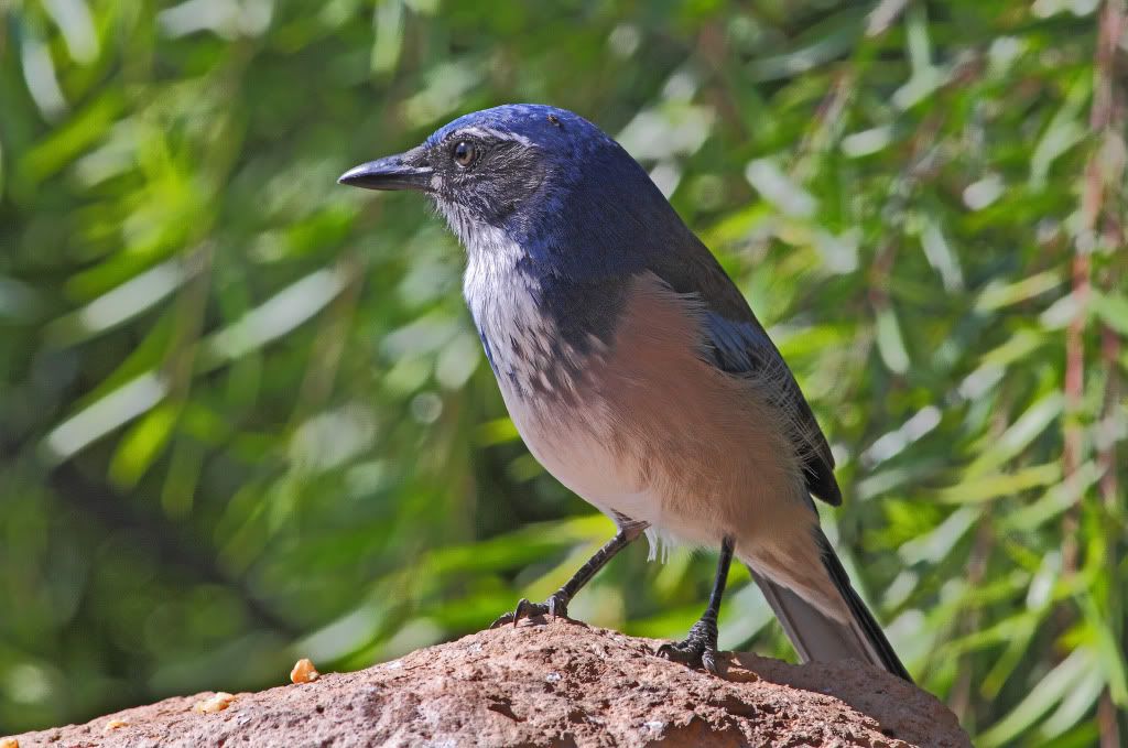 IMAGE: http://i193.photobucket.com/albums/z211/jon1937/ScrubJayFly.jpg