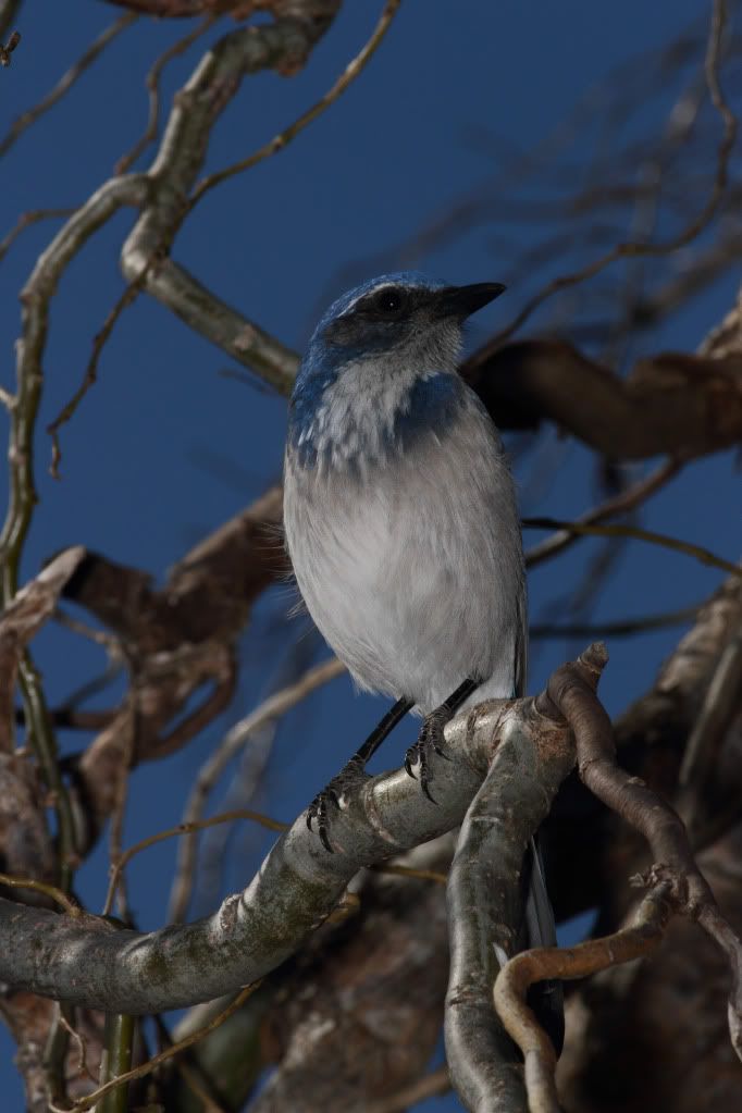 IMAGE: http://i193.photobucket.com/albums/z211/jon1937/ScrubJayW1.jpg