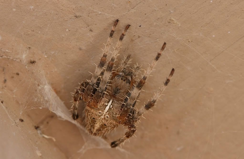 IMAGE: http://i193.photobucket.com/albums/z211/jon1937/Spider1.jpg