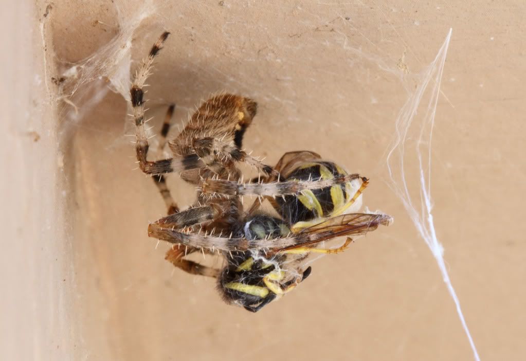 IMAGE: http://i193.photobucket.com/albums/z211/jon1937/Spider2.jpg