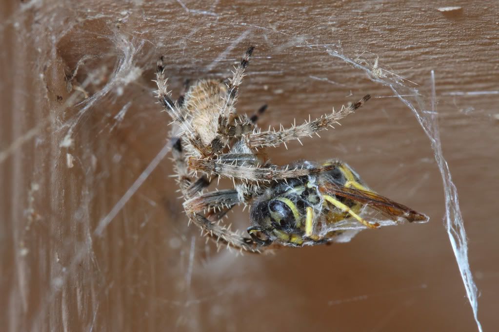 IMAGE: http://i193.photobucket.com/albums/z211/jon1937/Spider3.jpg