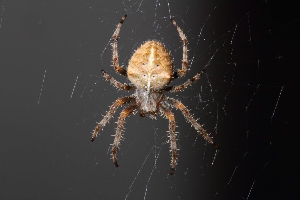 IMAGE: http://i193.photobucket.com/albums/z211/jon1937/SpiderTop.jpg