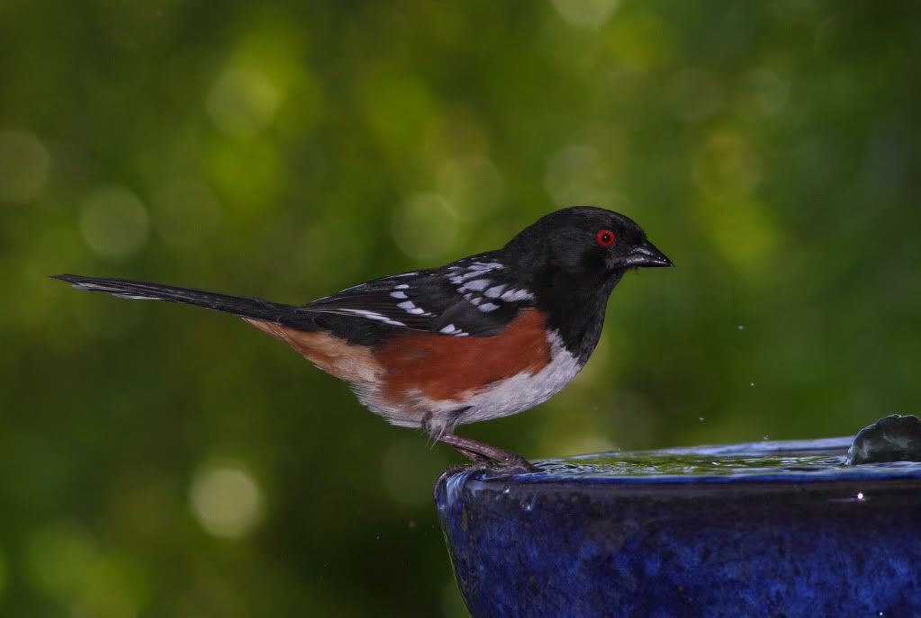 IMAGE: http://i193.photobucket.com/albums/z211/jon1937/SpottedTowhee.jpg
