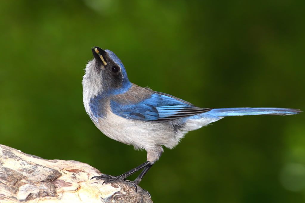 IMAGE: http://i193.photobucket.com/albums/z211/jon1937/WesternScrubJay1.jpg