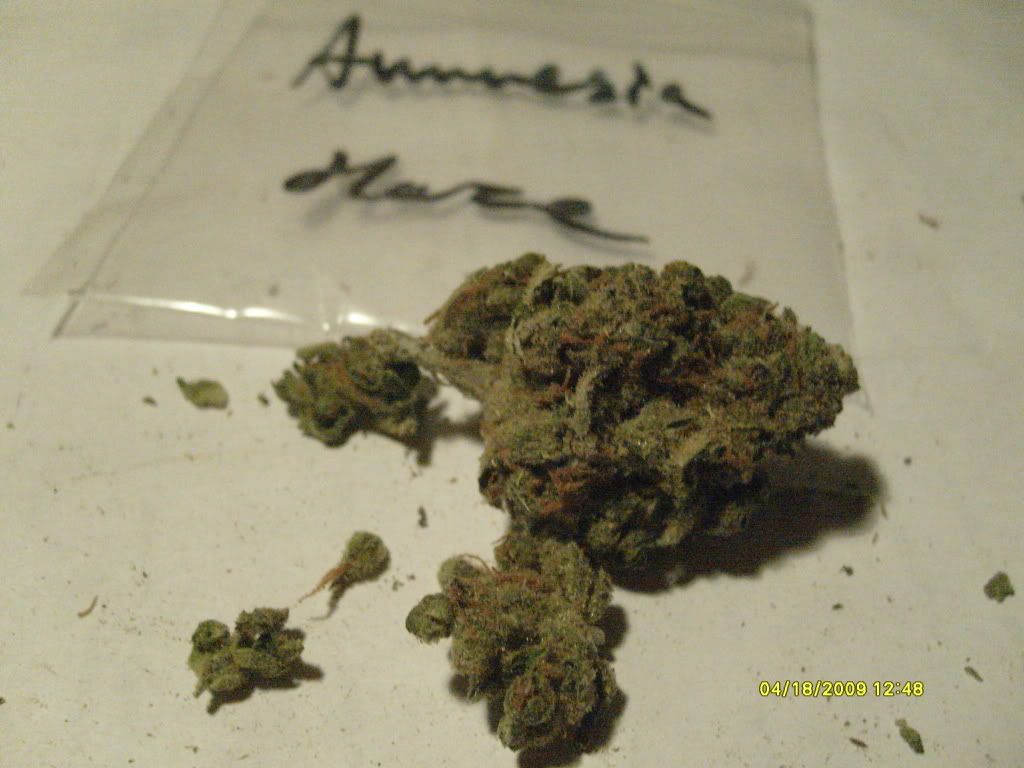 Amnesia Amsterdam