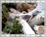 th_Video0006.jpg