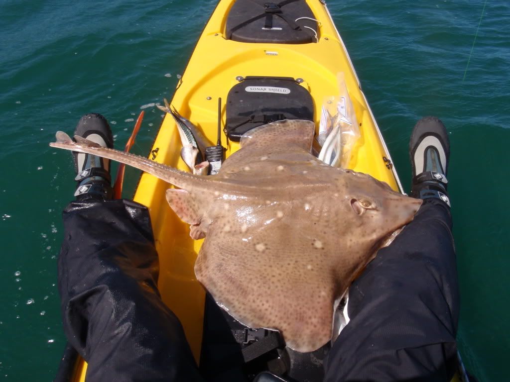 ISCA's blonde ray