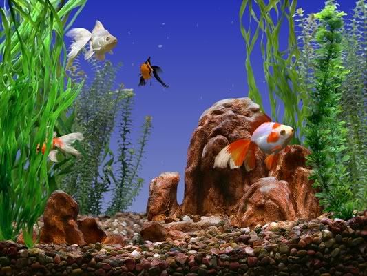 goldfish aquarium screensaver