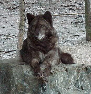 black wolf on rock