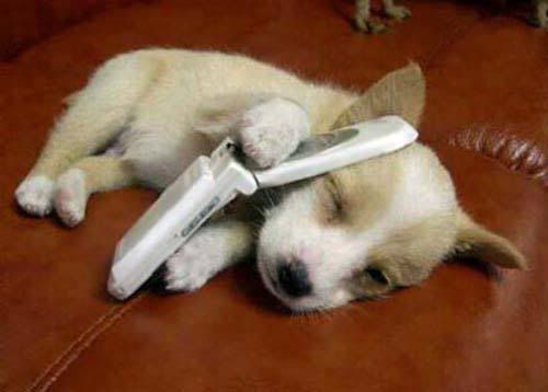 Dog on a phone Pictures, Images and Photos