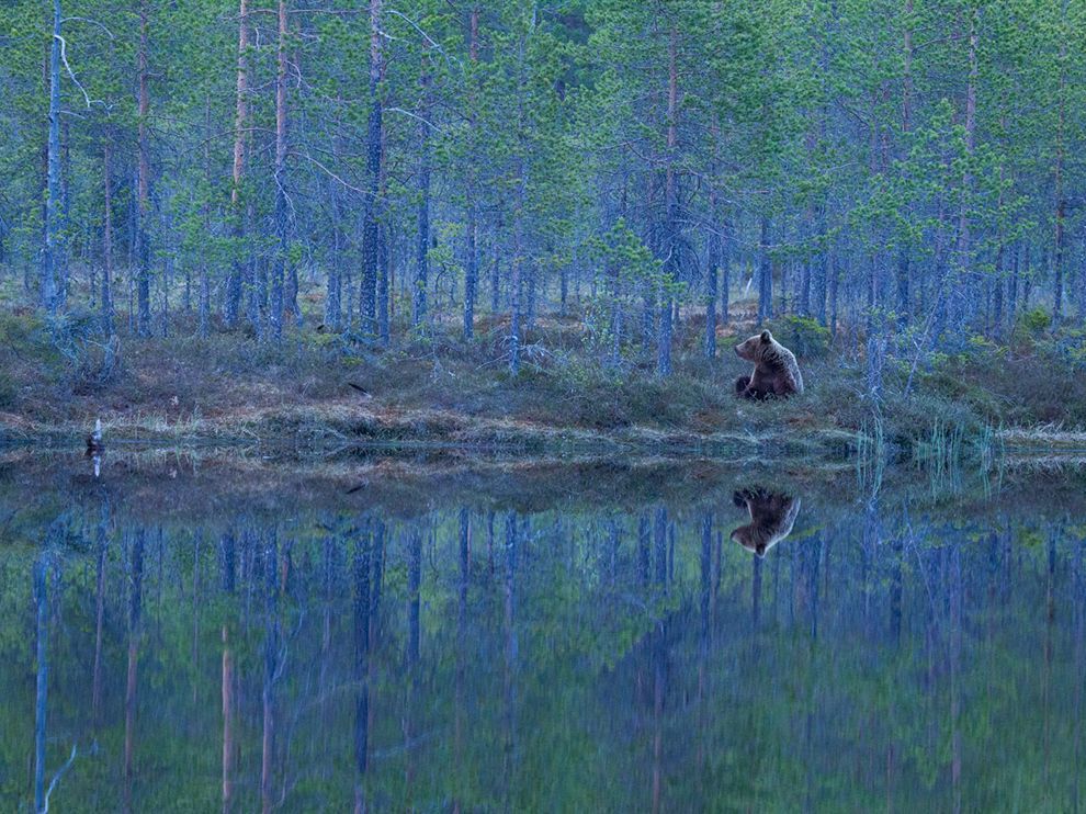 bear-finland-forest_62972_990x742_zps0486f209.jpg
