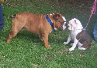 bdog.jpg australian bulldog funday sa image by jeebus666