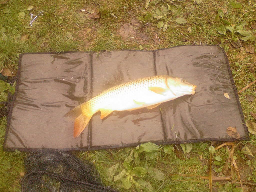 7lb.jpg