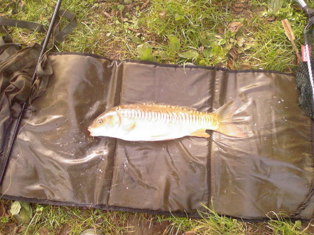 ccccarp.jpg