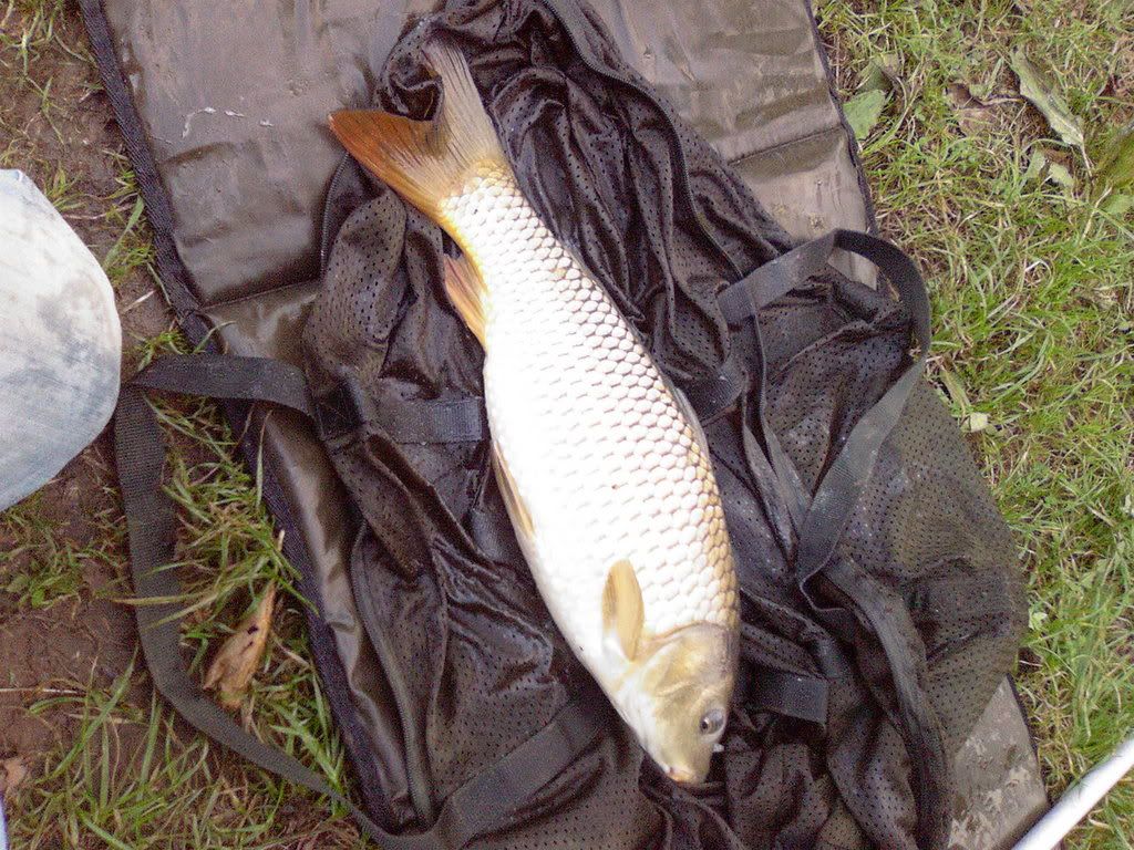 cccccccccarp.jpg