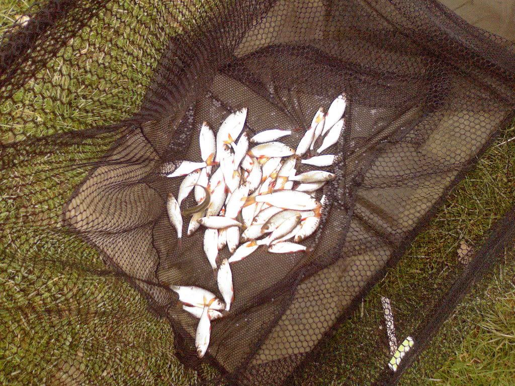roach-bag.jpg