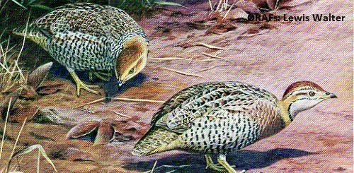 Photo 6, Game Birds of Rhodesia and Nyasaland