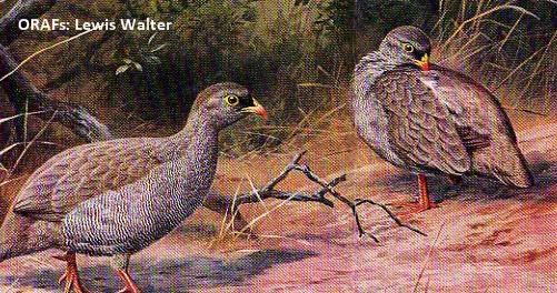 Photo 7, Game Birds of Rhodesia and Nyasaland