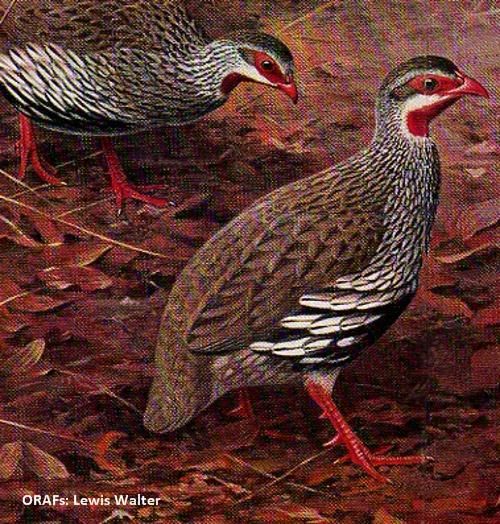 Photo 1, Game Birds of Rhodesia and Nyasaland