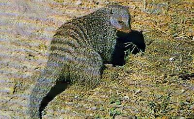 Pg5-1, BANDED MONGOOSE