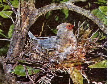 Pg11-2, RED-FACED MOUSEBIRD (Coly")