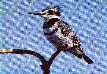 Pg11-3, PIED KINGFISHER