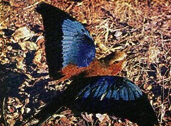 Pg12-1, LILAC-BREASTED ROLLER (Blue Jay)