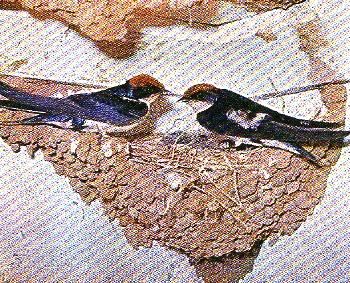 g12-5, WIRE-TAILED SWALLOW