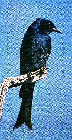 Pg12-6, FORK-TAILED DRONGO