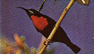 Pg15-3, SCARLET-CHESTED SUNBIRD