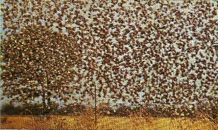 Pg15-6, SWARM OF Above: RED-BILLED QUELEA