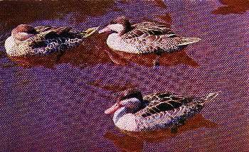 Pg5-3, RED-BILL TEAL.