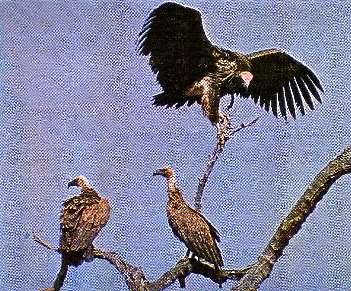 BLACK VULTURE and WHITE-BACKED VULTURE