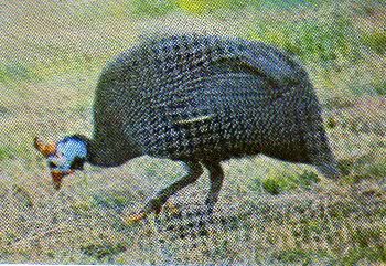 Pg7-1, CROWNED GUINEA FOWL.