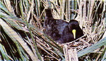 Pg7-4, Above: BLACK CRAKE. Small, unmistakable. Bolder than the other crakes. Flies low over water, treads water plants like the jacana. Voice: deep, growling "churr". Food: Insects, seeds, aquatic plants, snails, small fish. Usually in pairs or small parties. Commonest riverside rail.