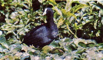 Pg7-5, RED-KNOBBED COOT